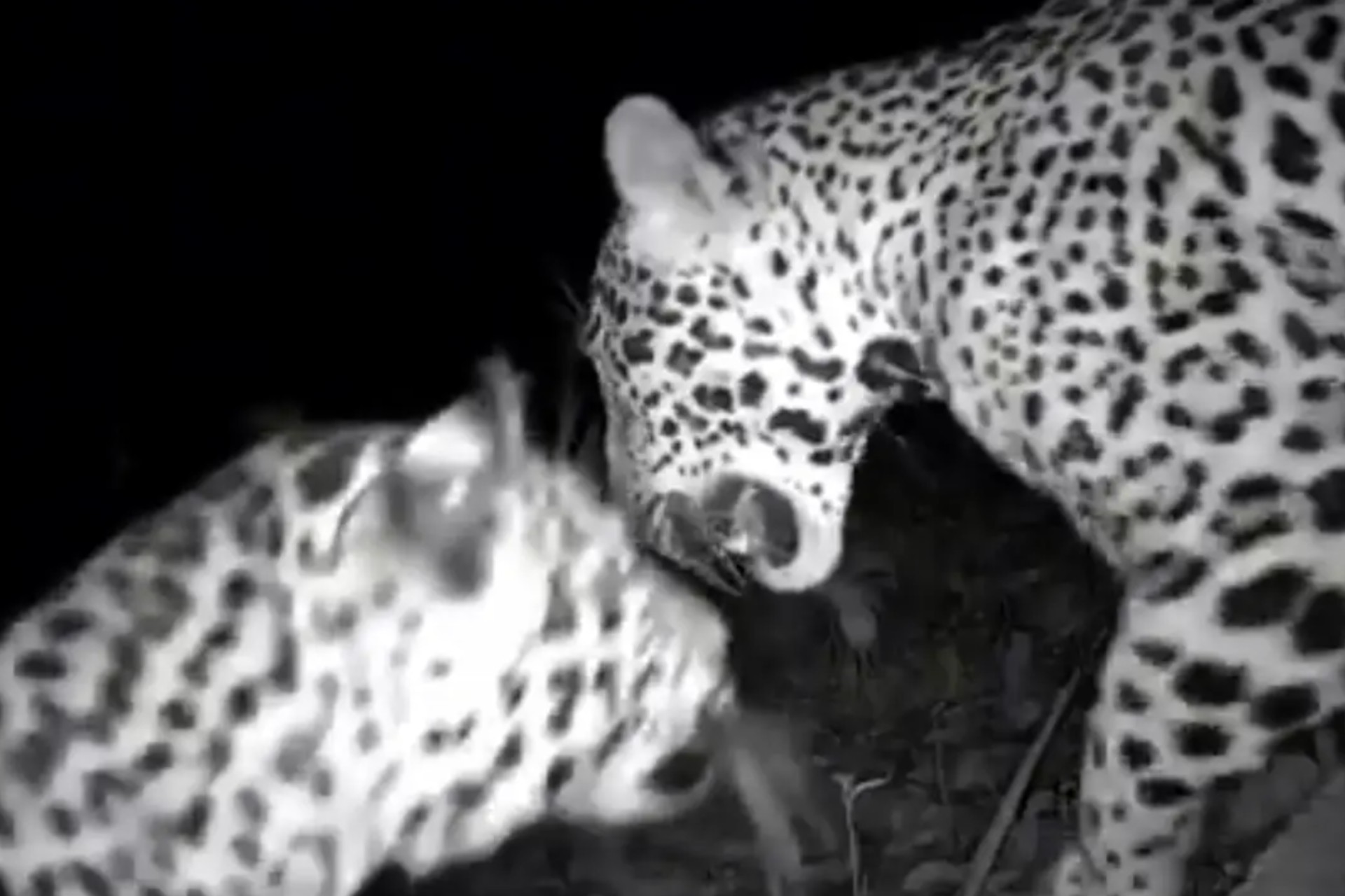 Video: Cámara capta a dos jaguares cerca de Chichén Itzá Video: Cámara capta a dos jaguares cerca de Chichén Itzá