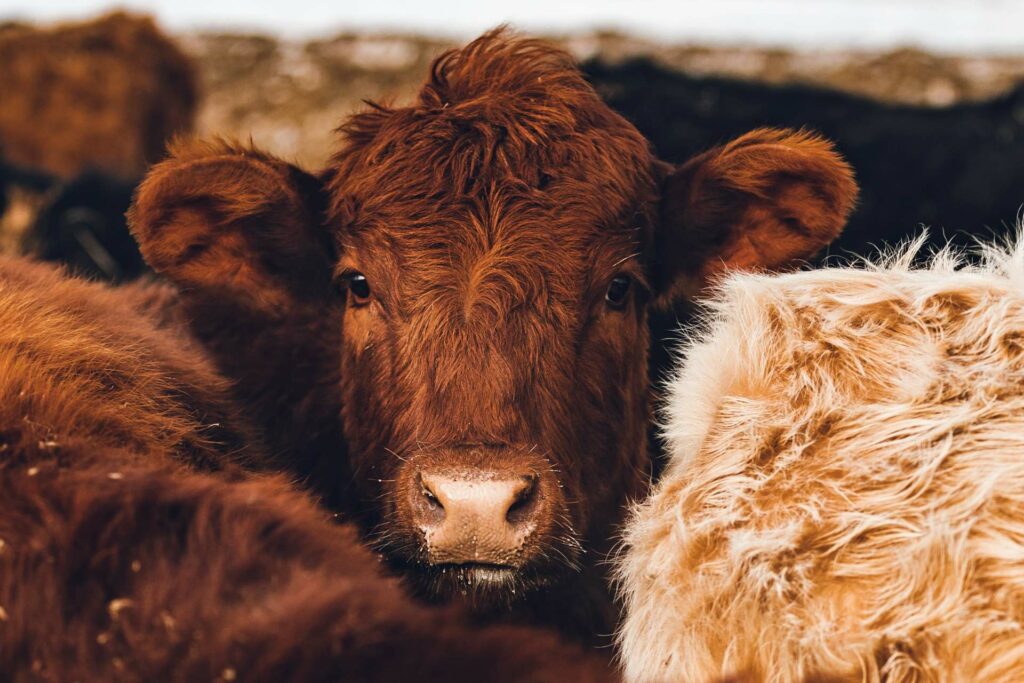 La industria cárnica de México busca nuevos mercados de exportación ante cierre de EE.UU.