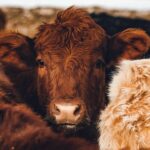 La industria cárnica de México busca nuevos mercados de exportación ante cierre de EE.UU.