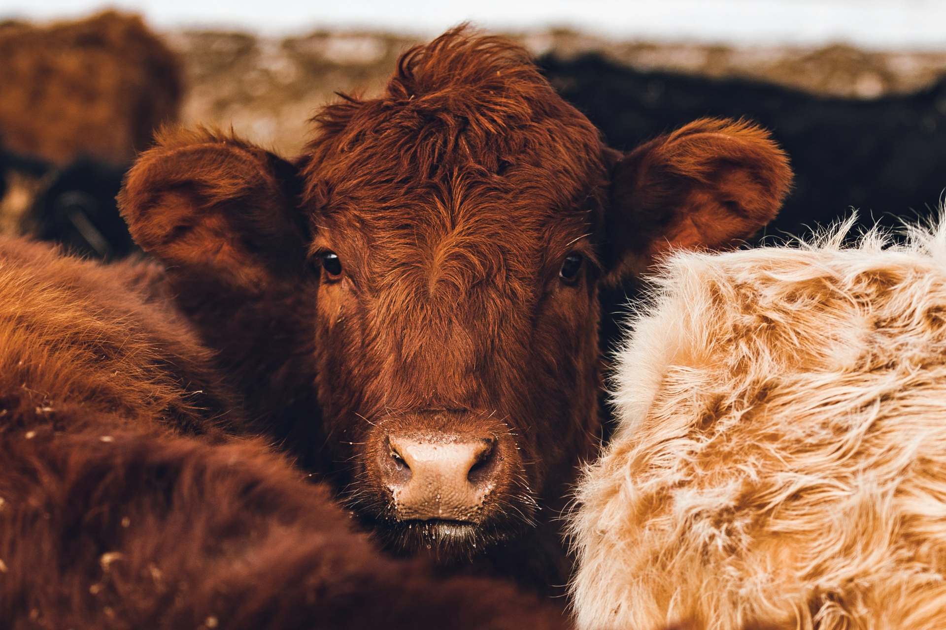 La industria cárnica de México busca nuevos mercados de exportación ante cierre de EE.UU.