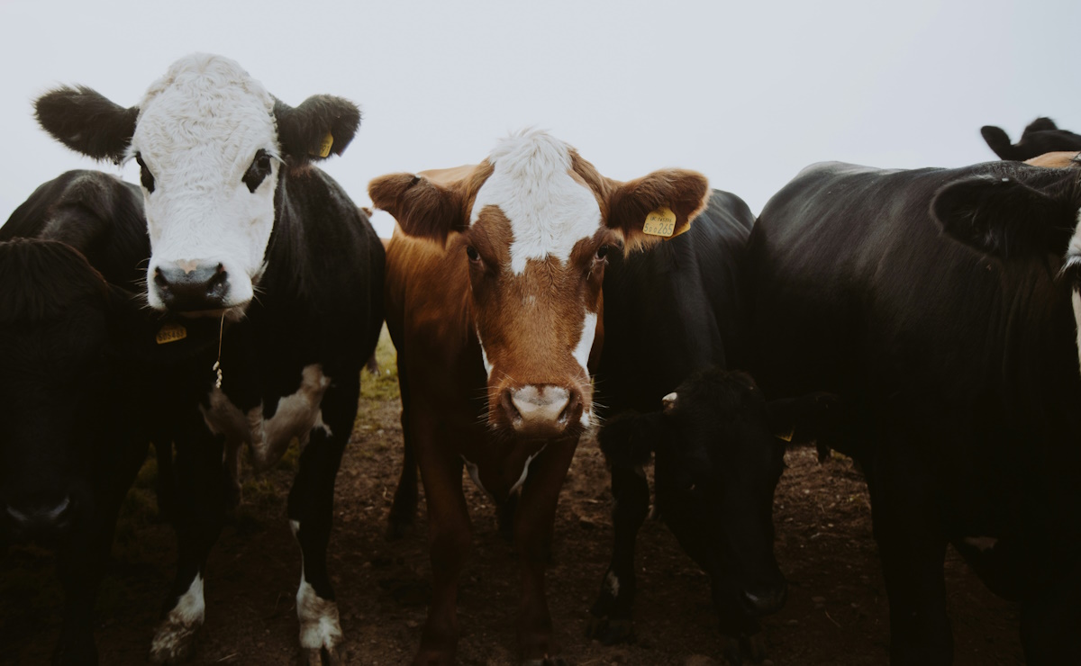 Cruzan a EE.UU. las primeras cabezas de ganado mexicano tras reapertura de frontera