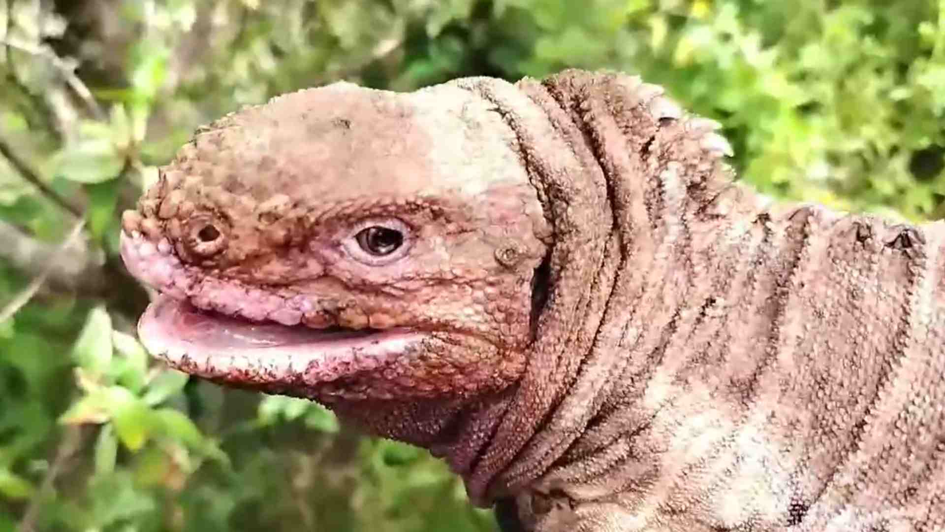 Hallan en Galápagos a dos crías de iguana rosada, especie en peligro crítico de extinción Hallan en Galápagos a dos crías de iguana rosada, especie en peligro crítico de extinción