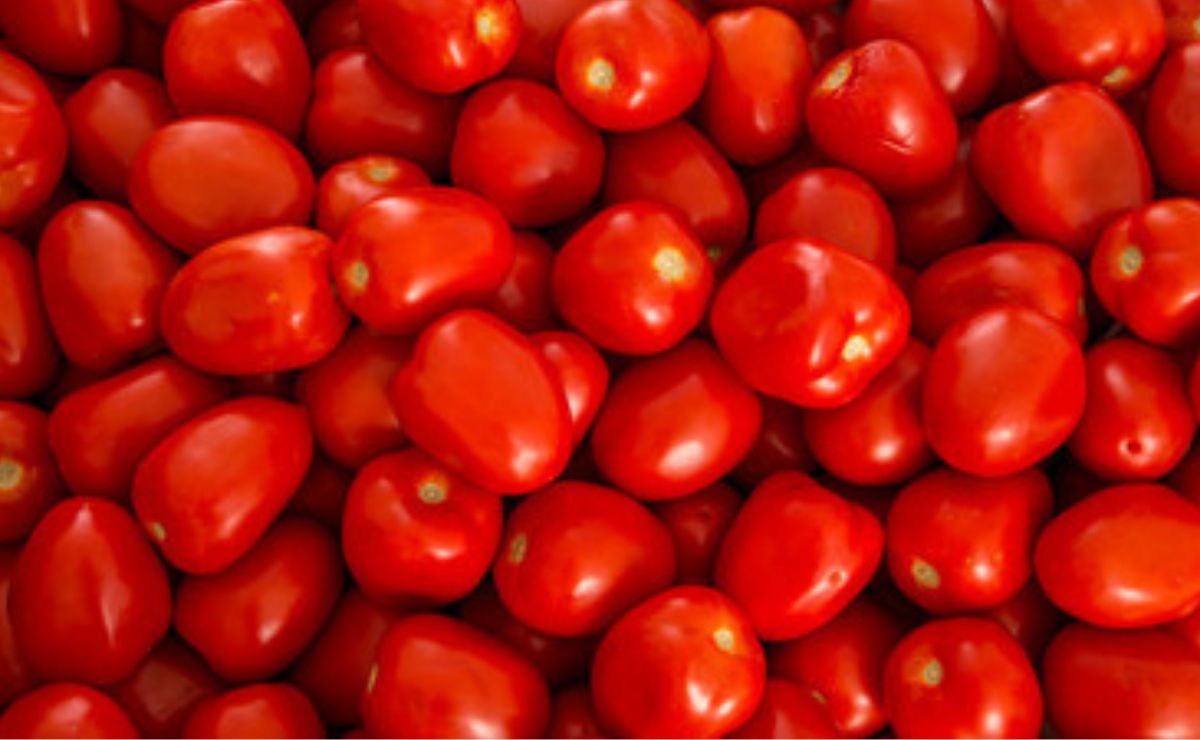 Estiman 47 mil empleos en riesgo en EE.UU. por arancel al jitomate mexicano Estiman 47 mil empleos en riesgo en EE.UU. por arancel al jitomate mexicano