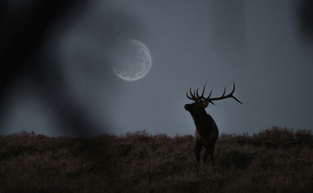 Luna de Ciervo: ¿a qué hora verla en México? Luna de Ciervo: ¿a qué hora verla en México?