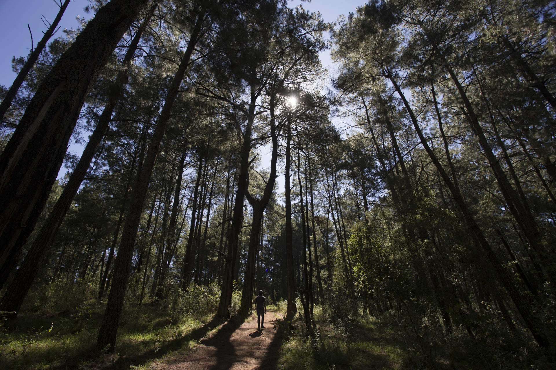 ONG advierte que 84 defensores del medio ambiente han sido asesinados en México desde 2016