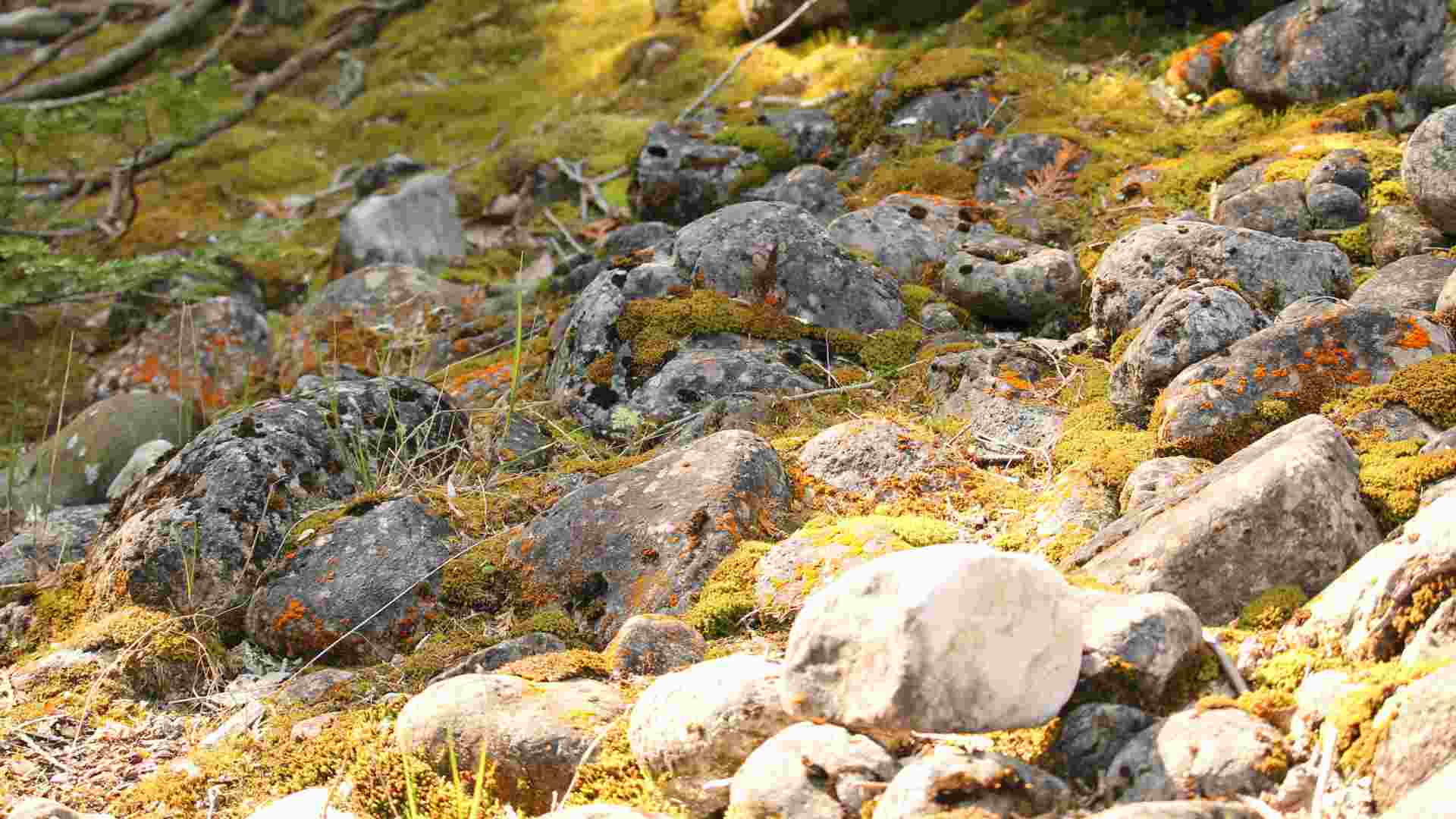 México y Cuba sellan una alianza para proteger y estudiar sus reservas de biosfera