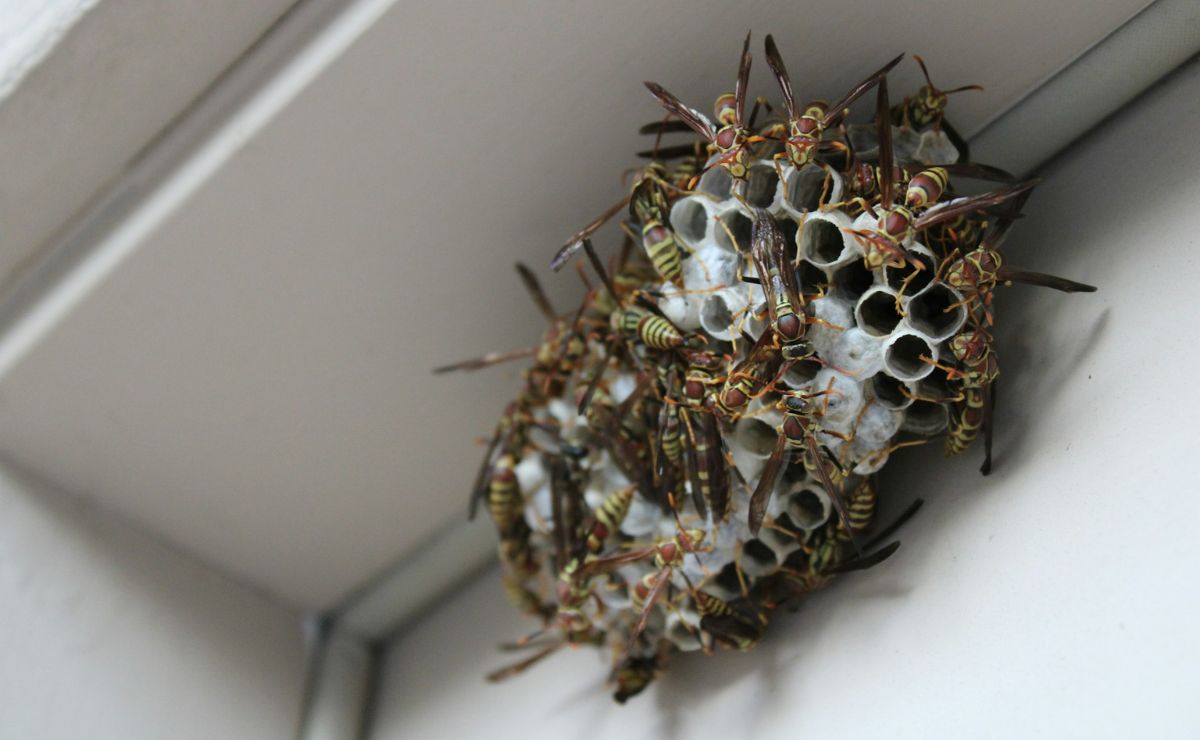 Hallan un nido de 'avispas radioactivas' en EE.UU. - nido-de-avispas