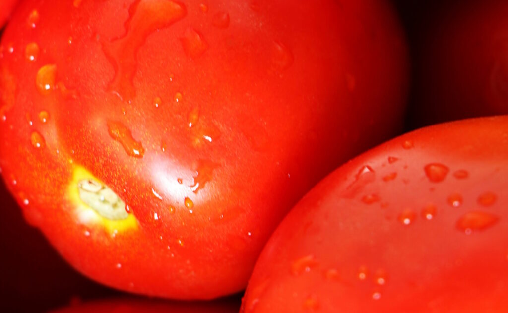 Pizcadores de tomate logran mejoras laborales en California pese a redadas migratorias - productores-alertan-un-alza-de-precios-y-riesgo-alimentario-por-cuota-al-jitomate-1024x631