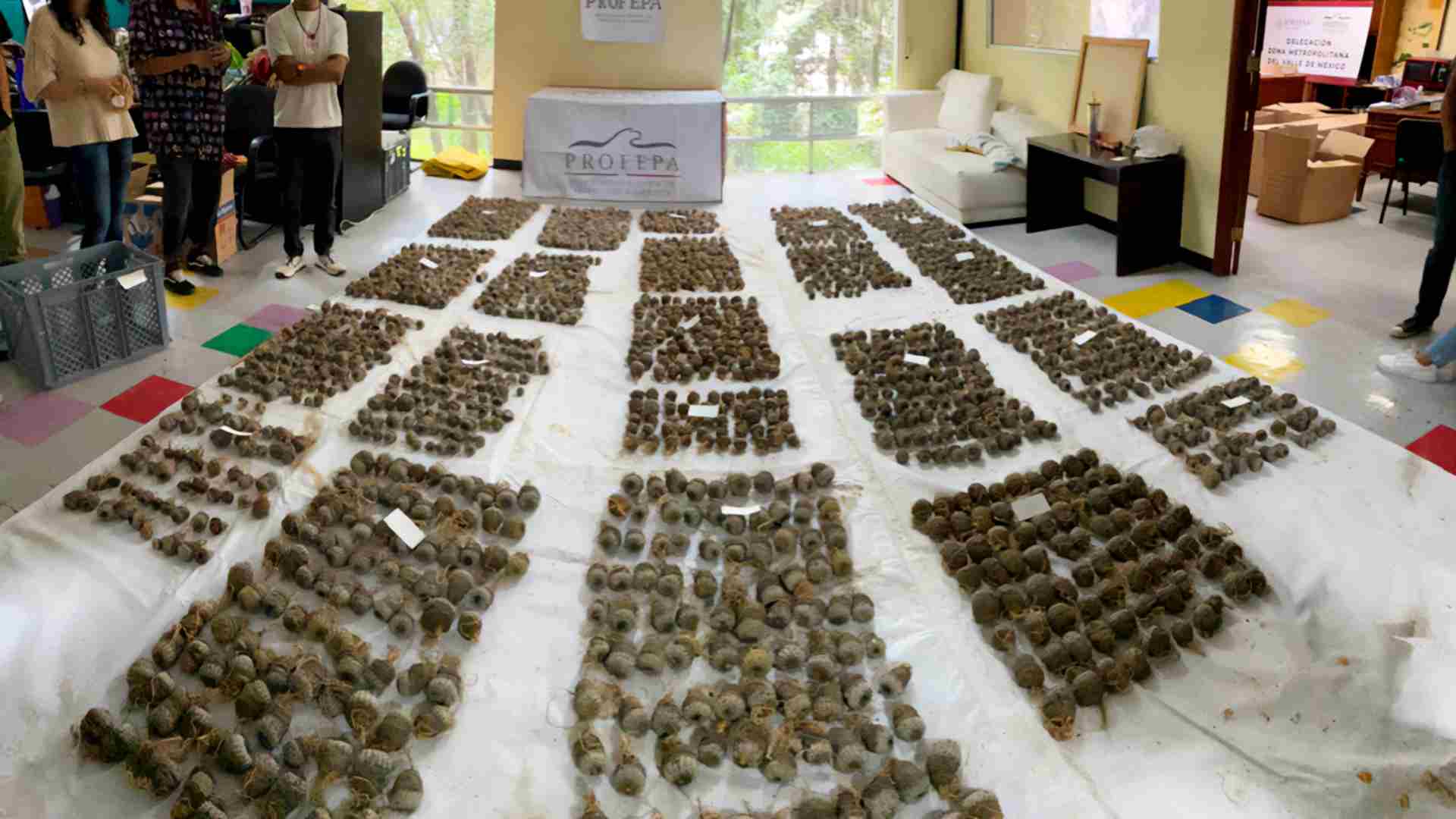 Profepa asegura 2 mil 157 cactáceas procedentes de Chile y México