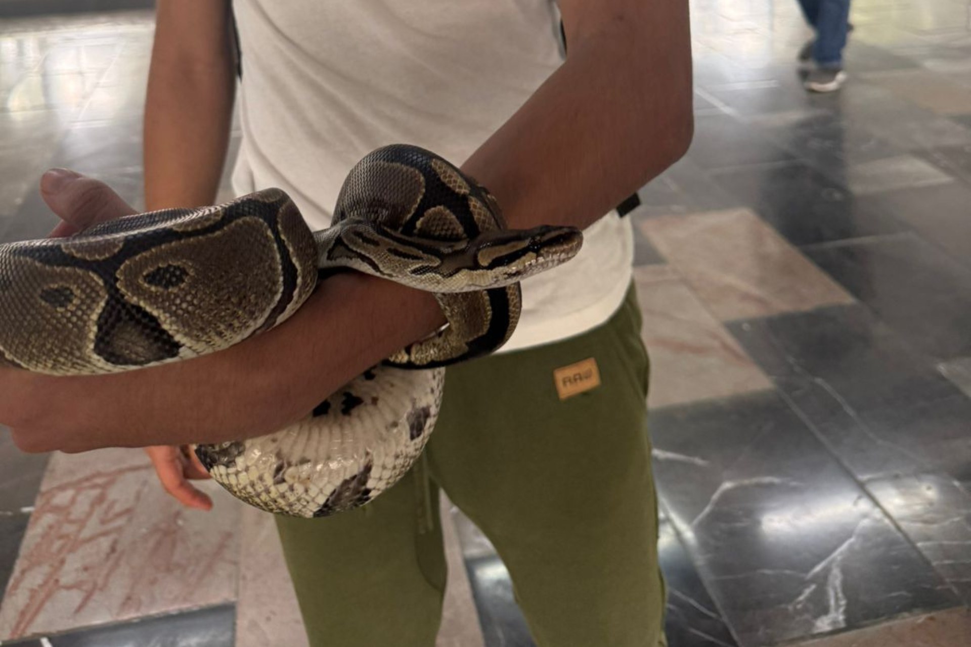 Video: Sorprenden a menor en posesión de una serpiente en el Metro CDMX
