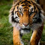 Escapa tigre de reserva en Edomex; piden no intentar capturarlo