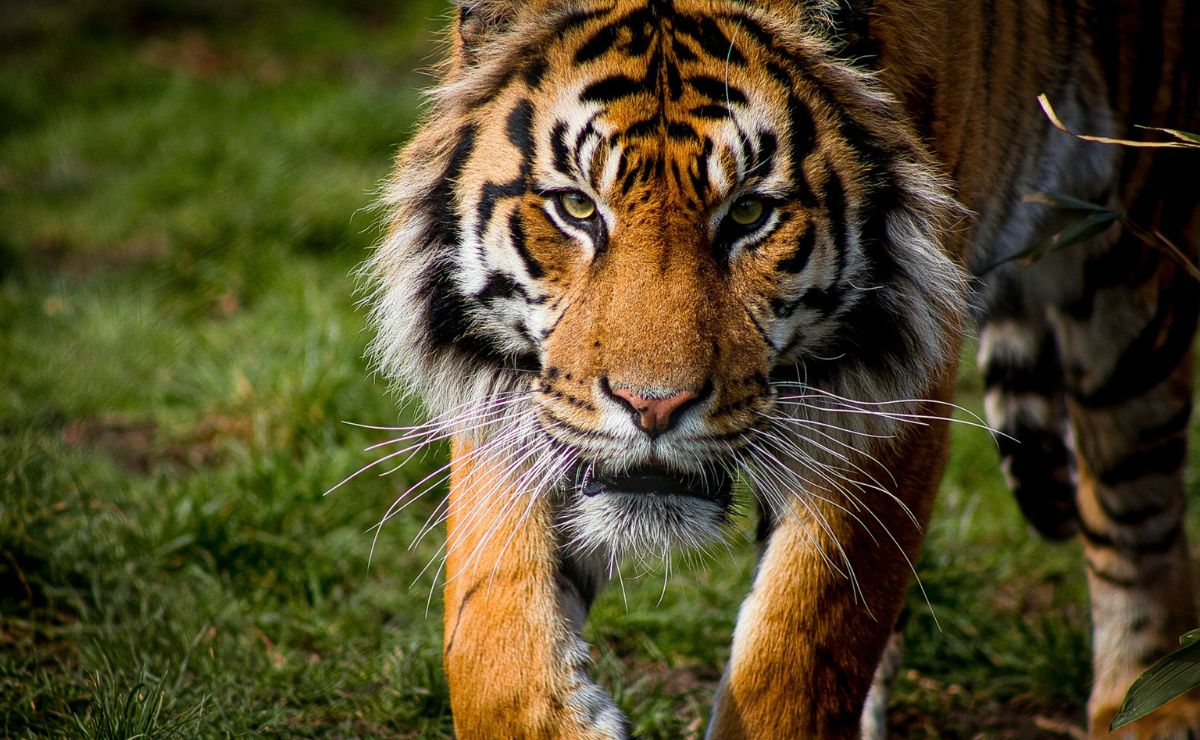 Día del Tigre: animal majestuoso en grave peligro de extinción