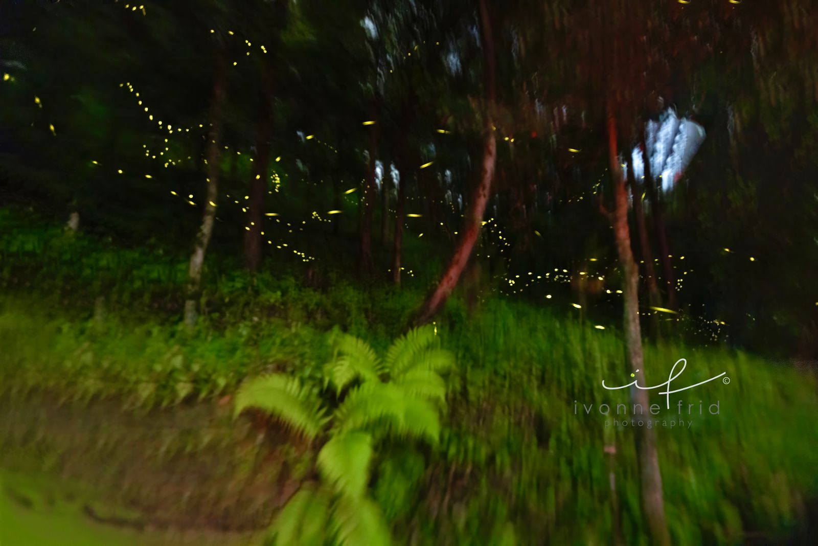 La magia del baile de las luciérnagas