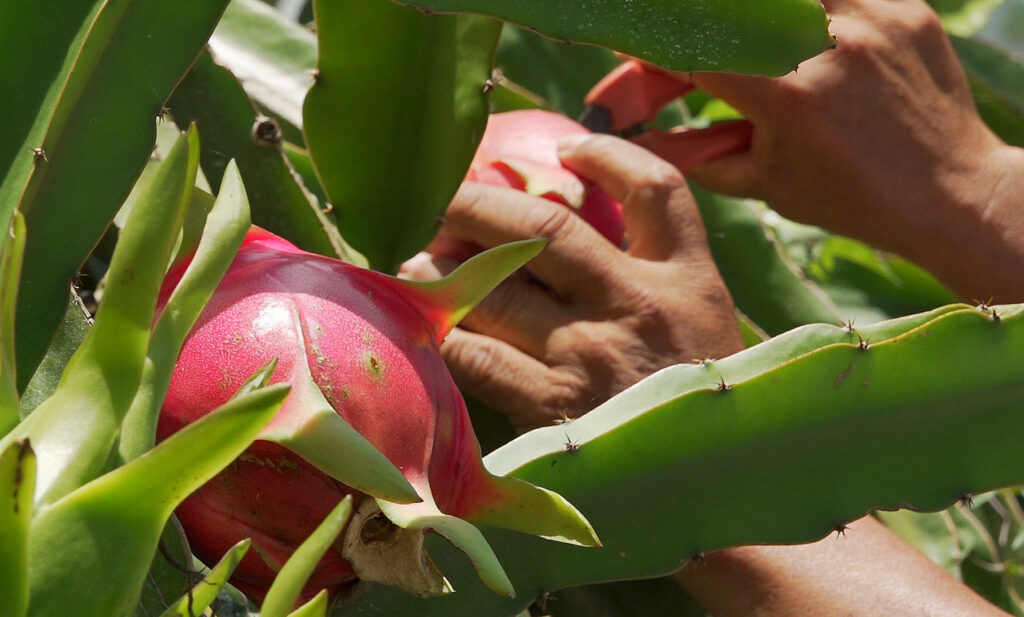 Productores de Oaxaca apuestan por cultivo de la pitahaya para arraigar a juventud - 888d7b1db12835d3ca3a05cea0b28eef2847fd77w-1024x617