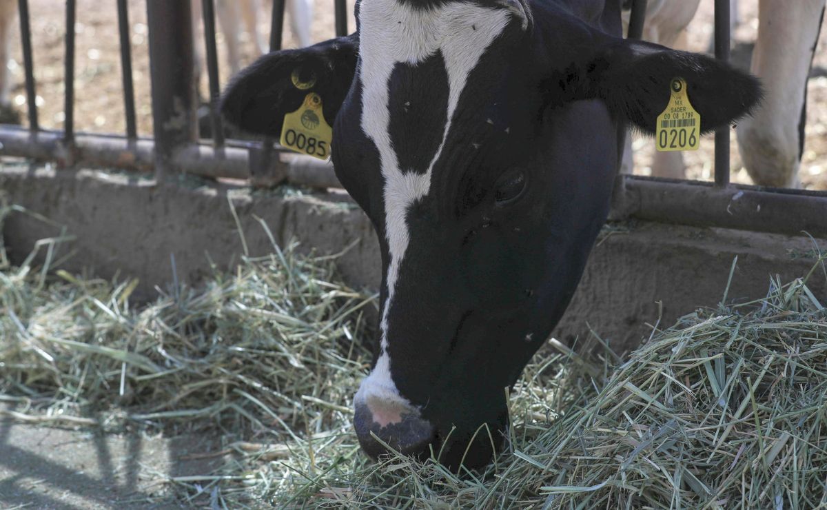 México pide parar importación de res de Centroamérica por gusano barrenador