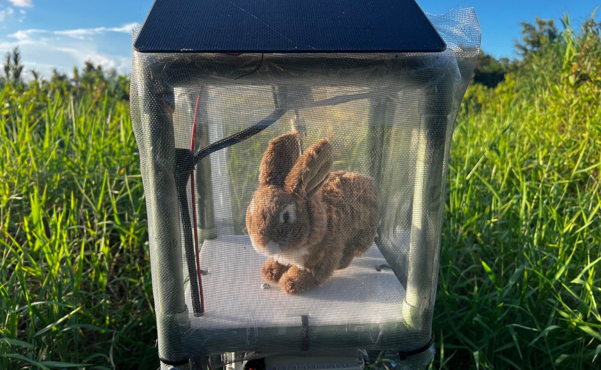 Florida usa conejos robots contra pitones birmanas Florida usa conejos robots contra pitones birmanas