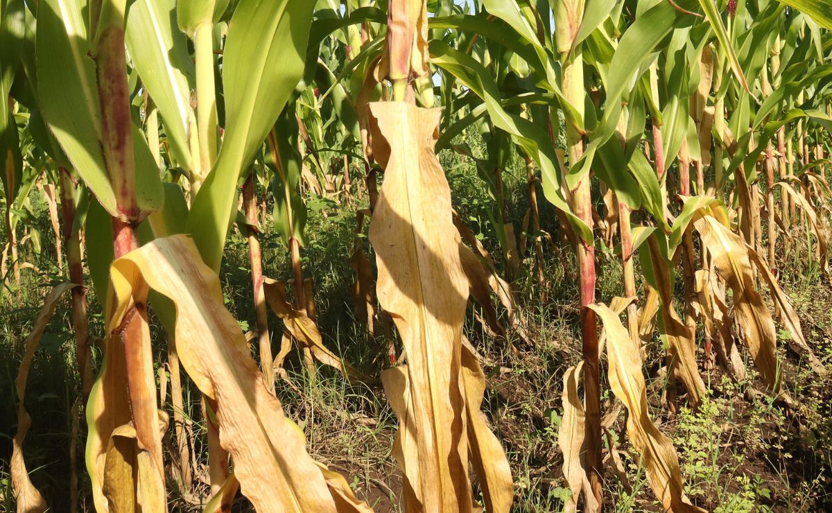 Productores de maíz se declaran en crisis por las altas temperaturas