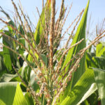 Campesinos denuncian “crisis agrícola sin precedentes”