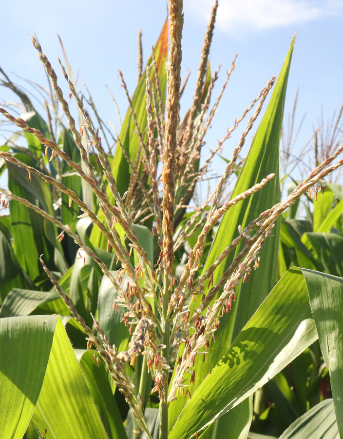 Campesinos denuncian “crisis agrícola sin precedentes”