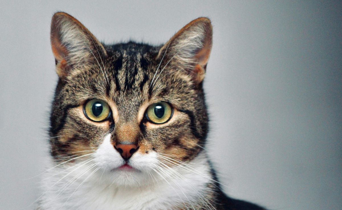 Día Internacional del Gato: origen y curiosidades felinas