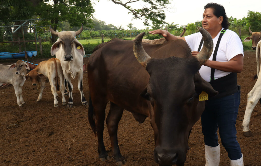 Agricultura busca extender emergencia por plaga de gusano barrenador del ganado a todo el país
