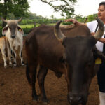 Agricultura busca extender emergencia por plaga de gusano barrenador del ganado a todo el país