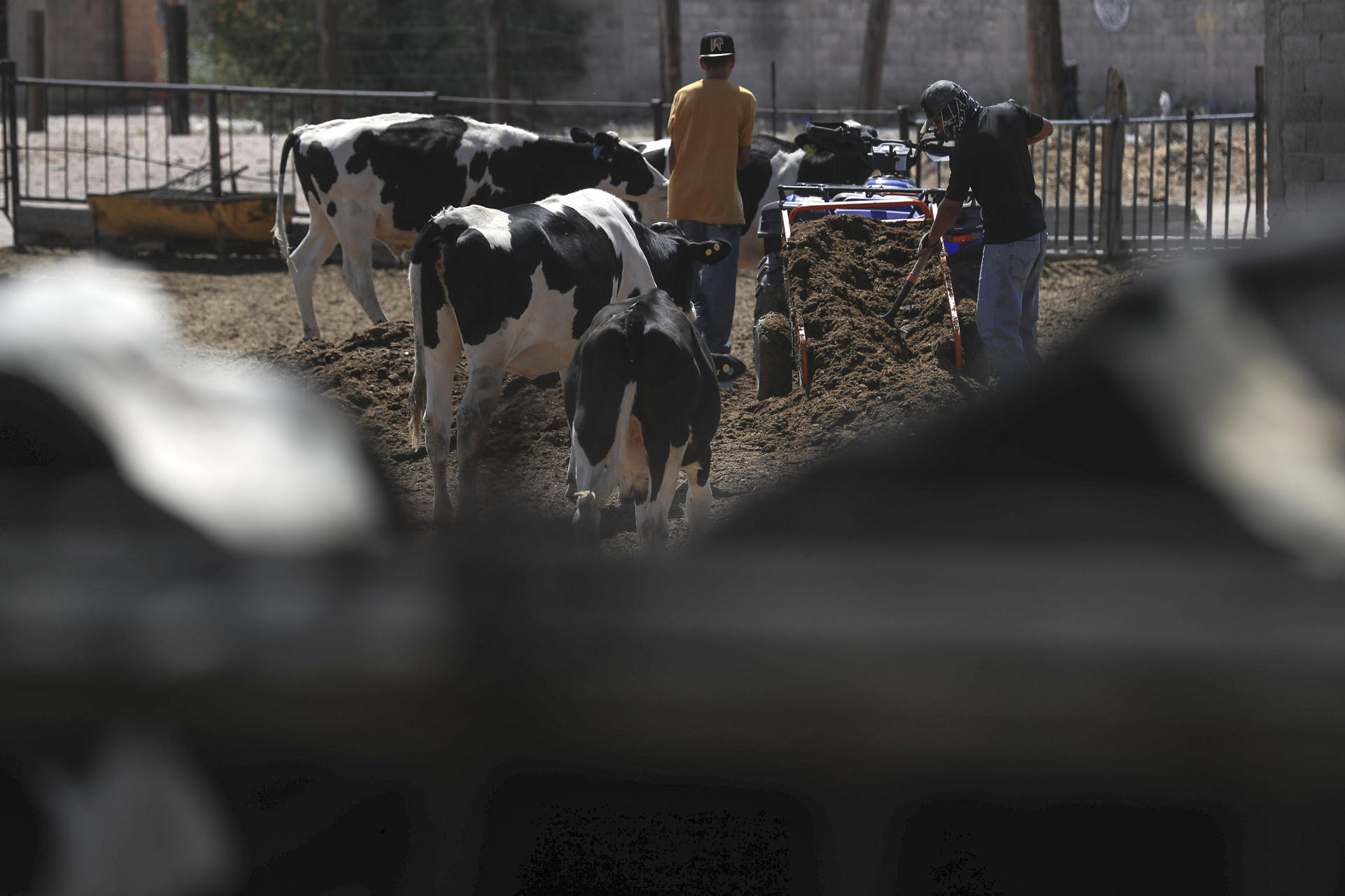 Calculan pérdidas por 850 mdd por cierre de la administración Trump al ganado mexicano