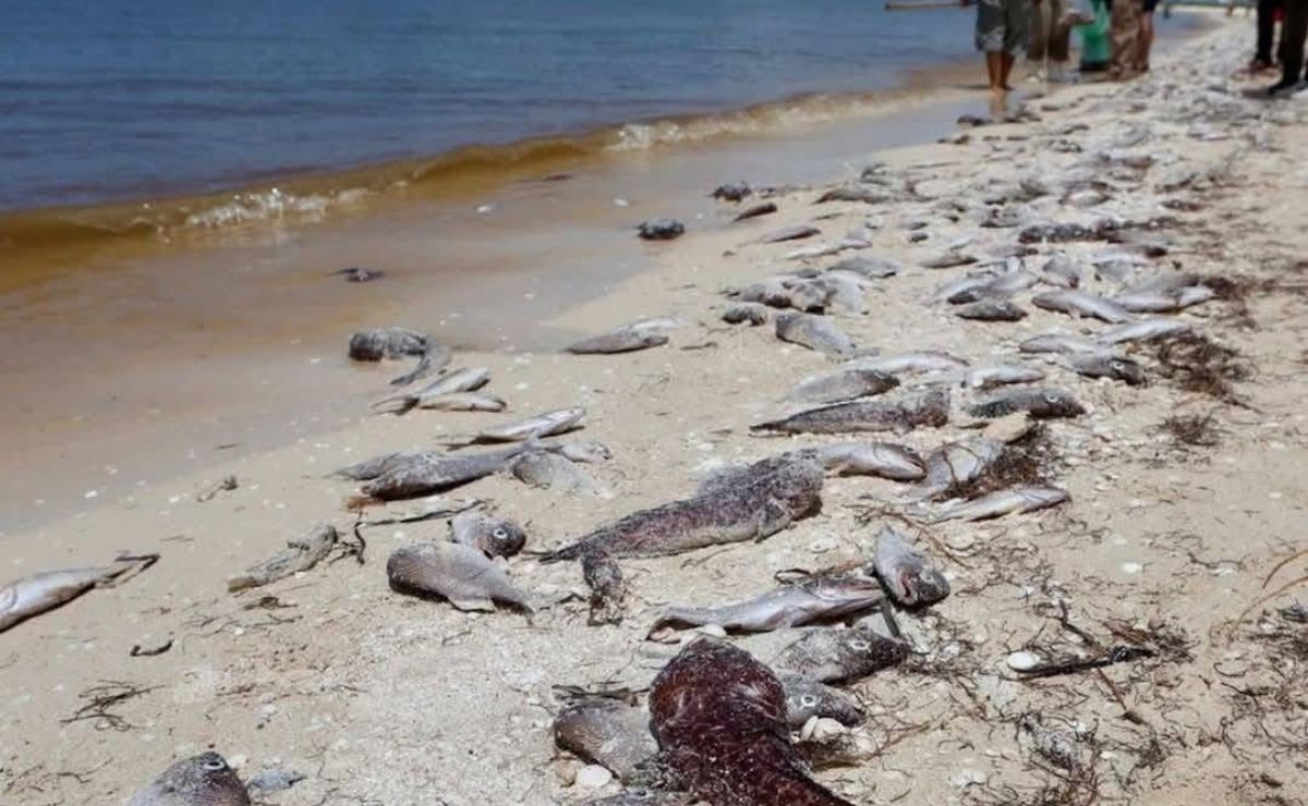 Alertan por Marea Roja en Yucatán; suspenden pesca y emiten recomendaciones
