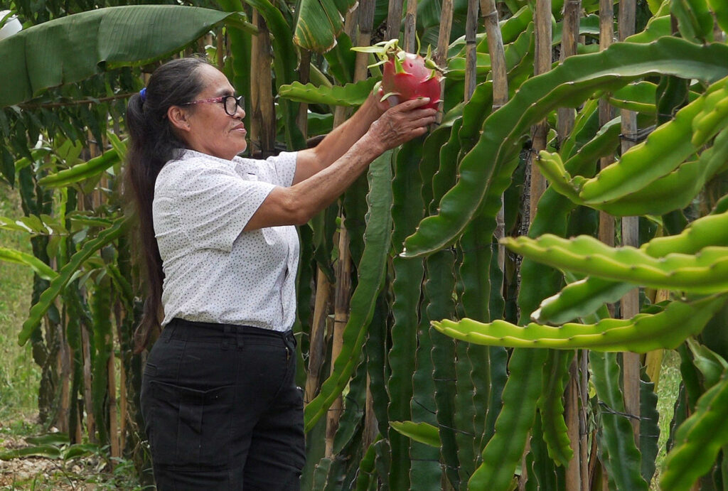 Productores de Oaxaca apuestan por cultivo de la pitahaya para arraigar a juventud - f3845a12b21cec57c2f5ef31a70ff52fbcfad9fbw-1024x691
