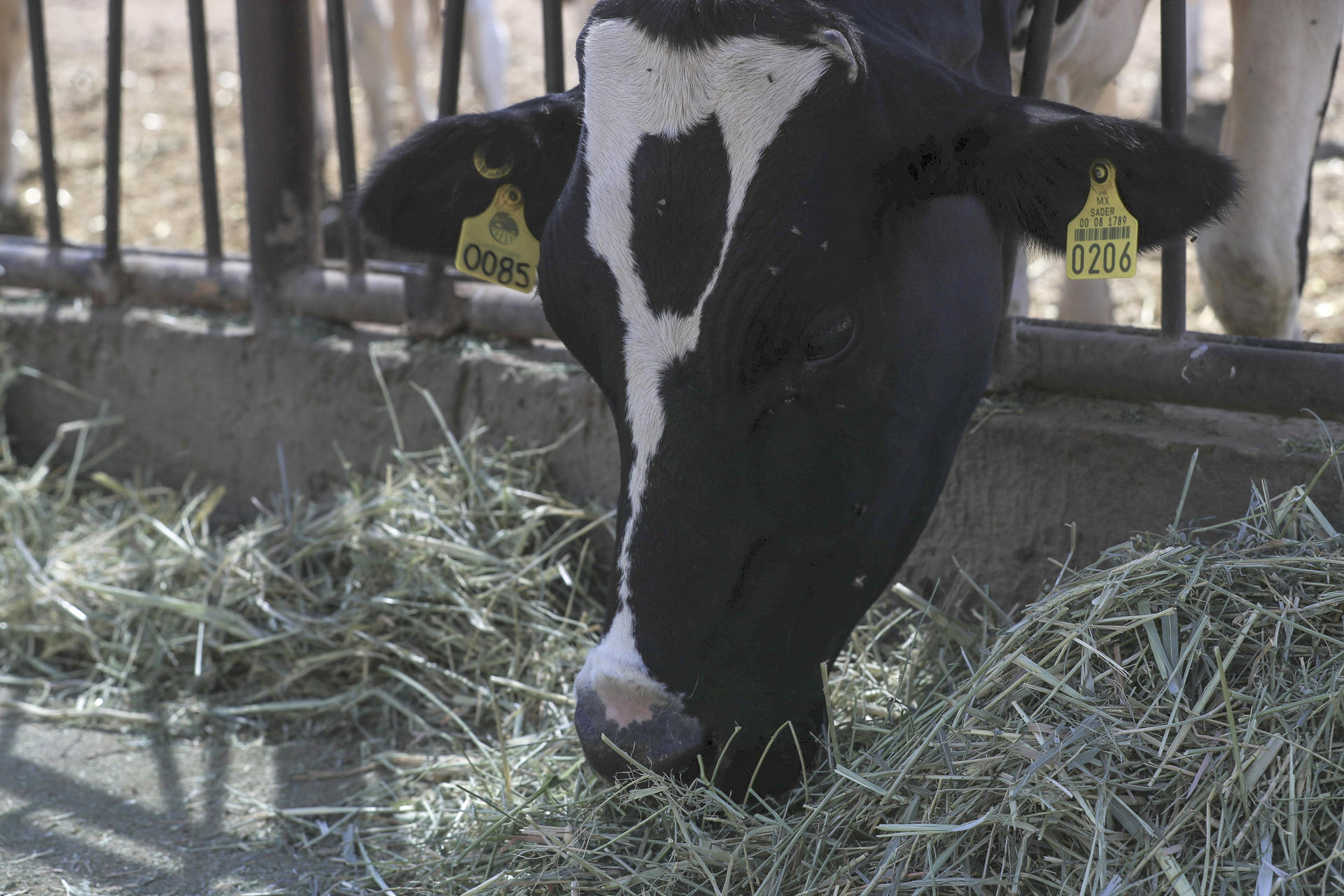 EE.UU. autoriza uso de emergencia de fármacos veterinarios contra el gusano barrenador EE.UU. autoriza uso de emergencia de fármacos veterinarios contra el gusano barrenador