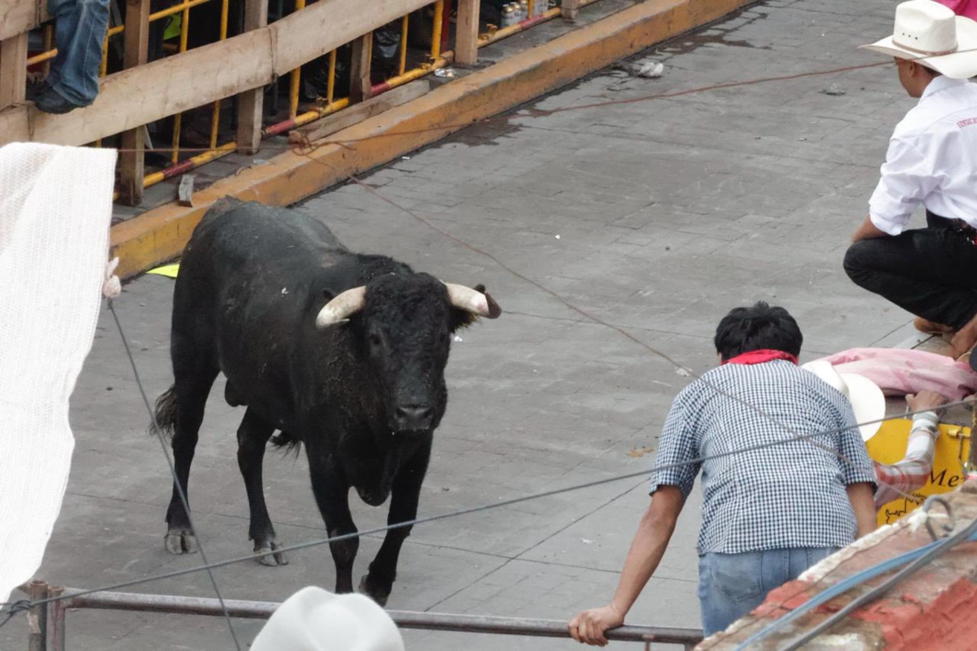 Huamantlada 2025 dejó 8 heridos, uno de ellos en estado grave