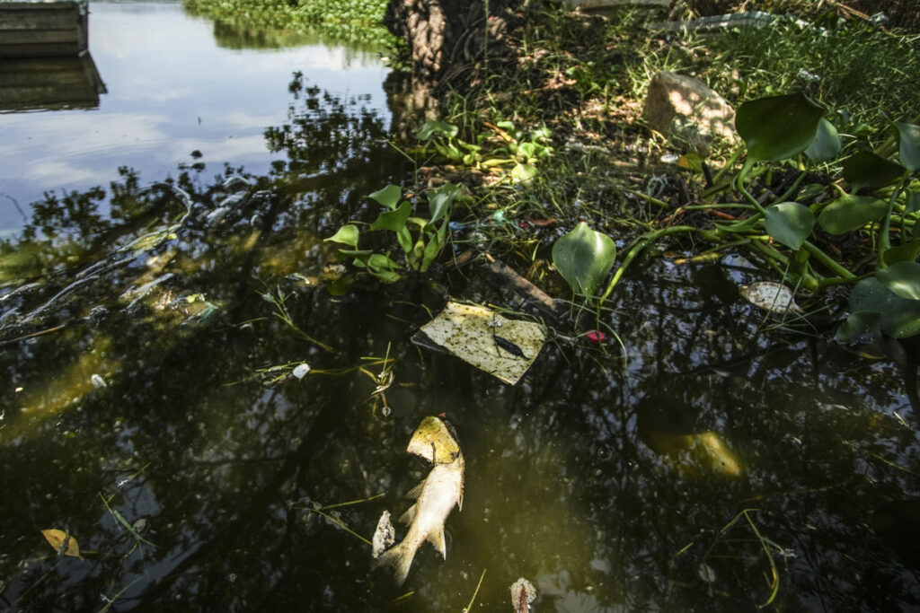 Muerte masiva de peces agrava crisis en Laguna de Tres Palos, en Acapulco - muerte-masiva-de-peces-agrava-crisis-en-laguna-de-tres-palos-en-acapulco-2-1-1024x683