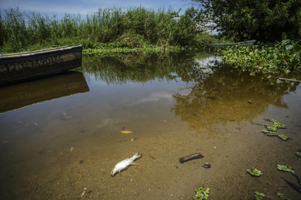 Muerte masiva de peces agrava crisis en Laguna de Tres Palos, en Acapulco - muerte-masiva-de-peces-agrava-crisis-en-laguna-de-tres-palos-en-acapulco-3-1-1024x683