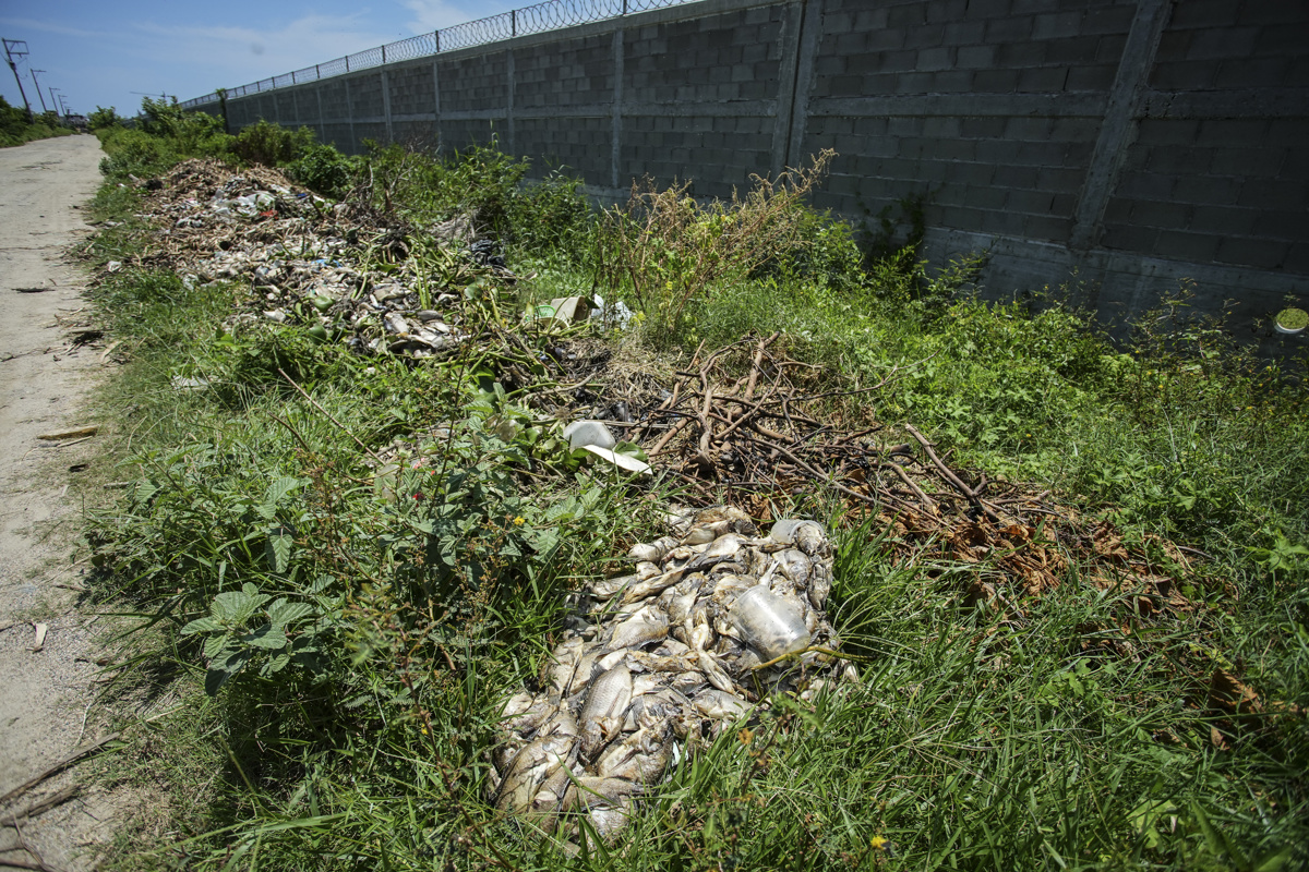 Muerte masiva de peces agrava crisis en Laguna de Tres Palos, en Acapulco