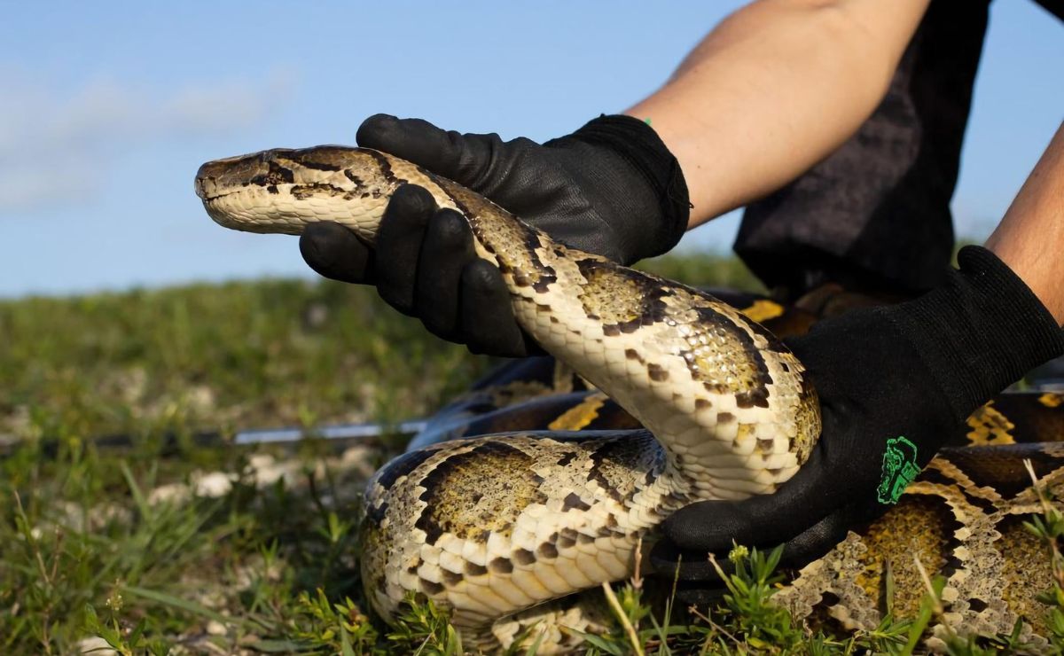 Florida usa conejos robots contra pitones birmanas - persona-sostiene-una-piton-birmana-en-florida