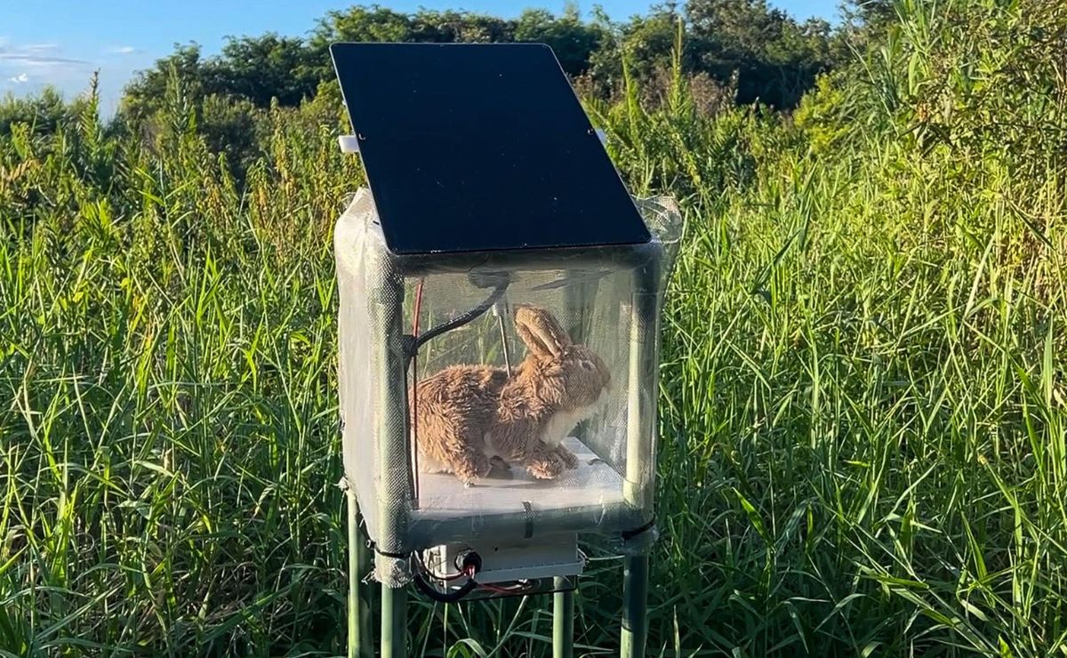 Florida usa conejos robots contra pitones birmanas - robots-que-simulan-el-olor-el-calor-corporal-y-el-movimiento-de-conejos-para-capturar-serpientes