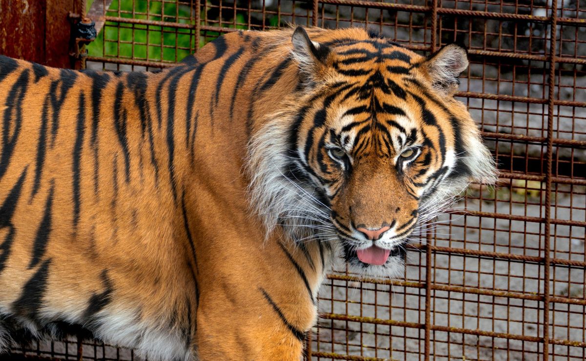 Zoológico pide donar mascotas para alimentar a sus depredadores