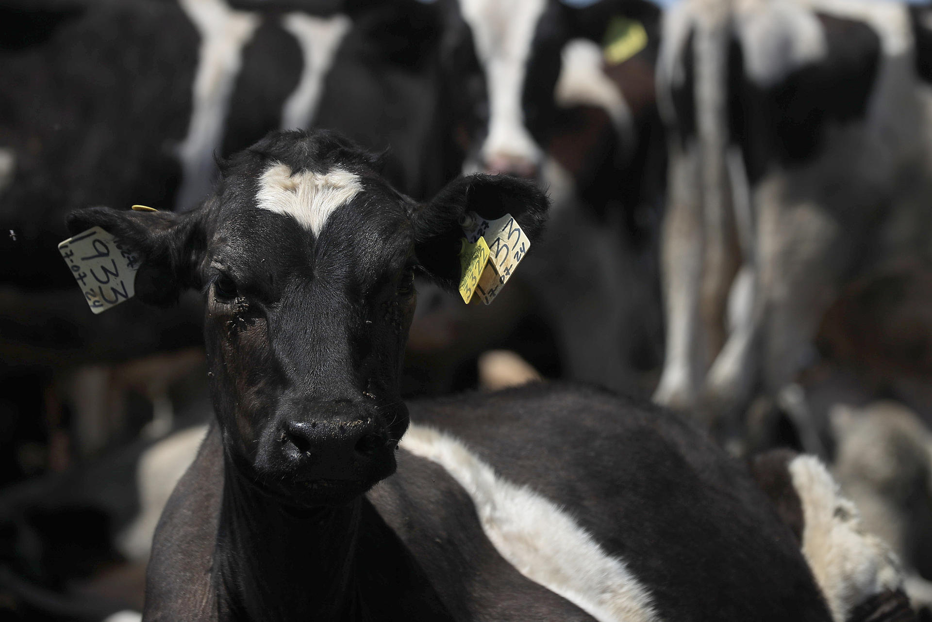 Espera México reanudar exportación de ganado a EE.UU. en dos meses tras gusano barrenador