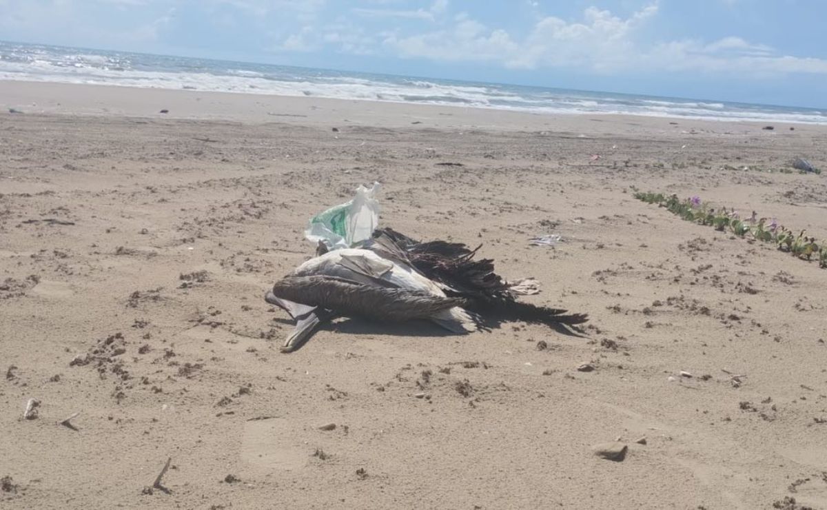 Detectan gripe aviar en playa de Matamoros; sepultan 400 aves Detectan gripe aviar en playa de Matamoros; sepultan 400 aves