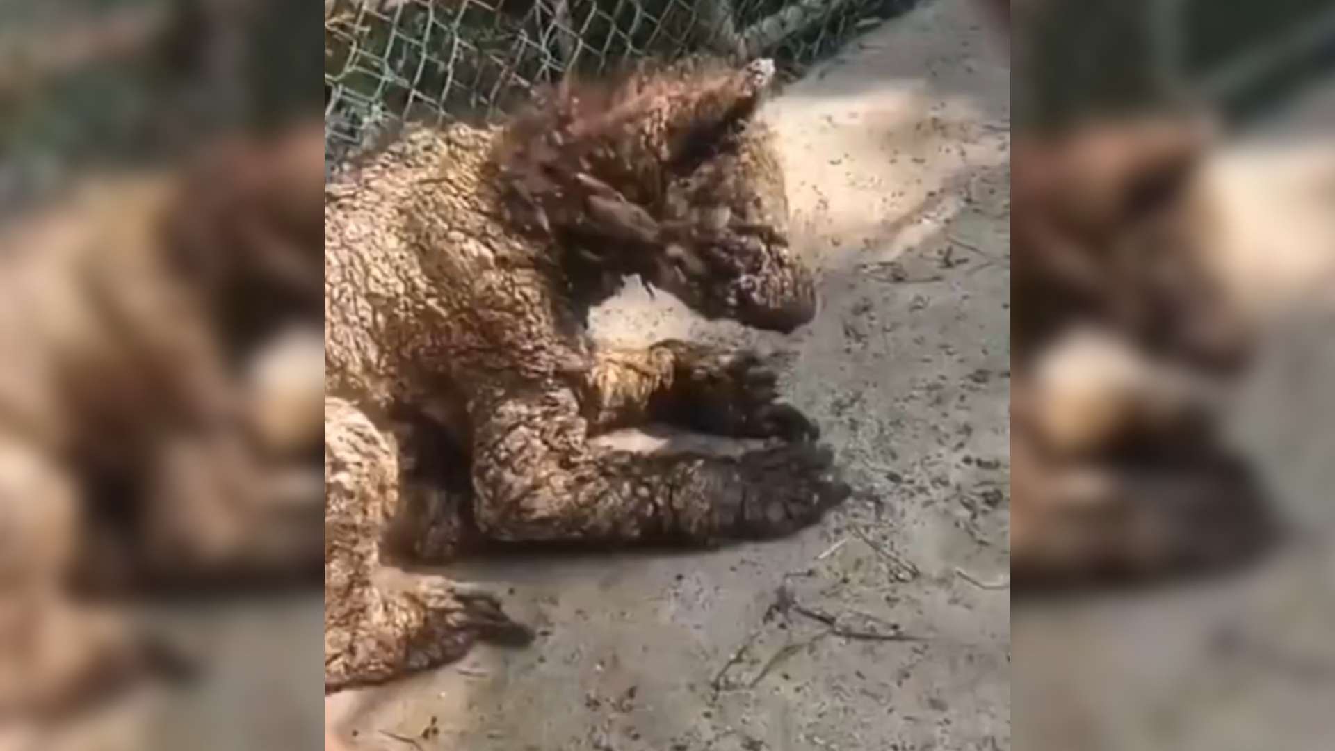 Denuncian abandono de osa parda en zoológico La Pastora; exigen intervención de Profepa Denuncian abandono de osa parda en zoológico La Pastora; exigen intervención de Profepa
