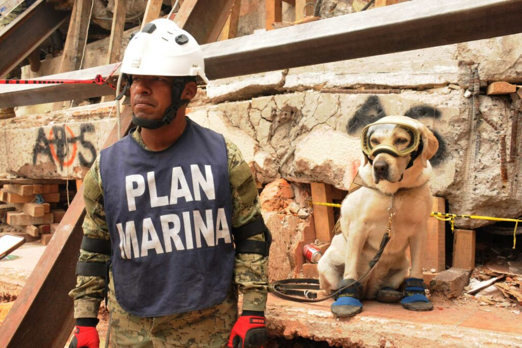 Secretaría de Marina actúa con rapidez y eficiencia ante emergencias por sismos en territorio nacional - marina-semar-sismo-2017-frida-1024x683