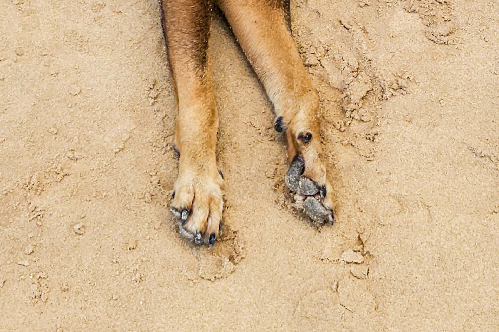 Envenenan a 20 animales en San José Iturbide, Guanajuato