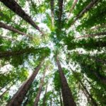 CNN celebra el quinto aniversario del Día del Llamado a la Tierra