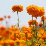 Cempasúchil, la flor mexicana que guía las almas de los muertos de vuelta a sus hogares