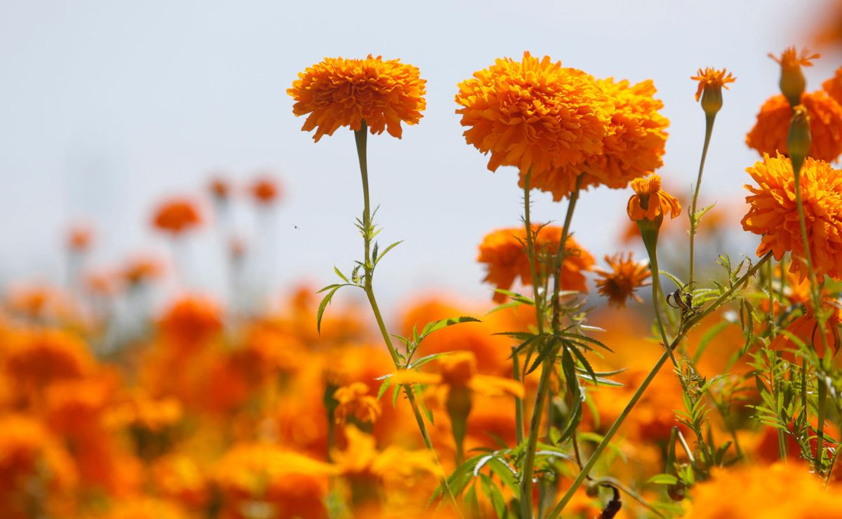 Cempasúchil, la flor mexicana que guía las almas de los muertos de vuelta a sus hogares Cempasúchil, la flor mexicana que guía las almas de los muertos de vuelta a sus hogares