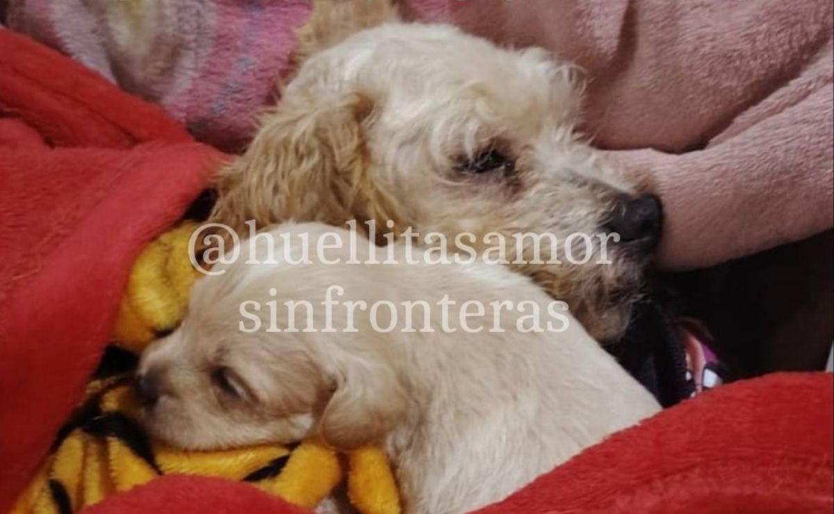 Adoptan a ‘Cereza’ y ‘Cerecito’, perritos sobrevivientes del incidente de pipa en Iztapalapa Adoptan a ‘Cereza’ y ‘Cerecito’, perritos sobrevivientes del incidente de pipa en Iztapalapa