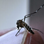 Calentamiento global récord, estrés laboral y dengue: las nuevas verdades de la ciencia climática