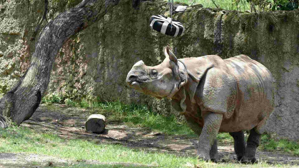 El Zoológico de Guadalajara es refugio de 300 especies, 85% en peligro de extinción