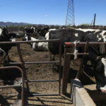 Texas pide abrir la frontera a ganado mexicano “lo antes posible”