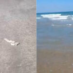 Hallan presunta basura espacial y delfines muertos en playa Bagdad, Tamaulipas